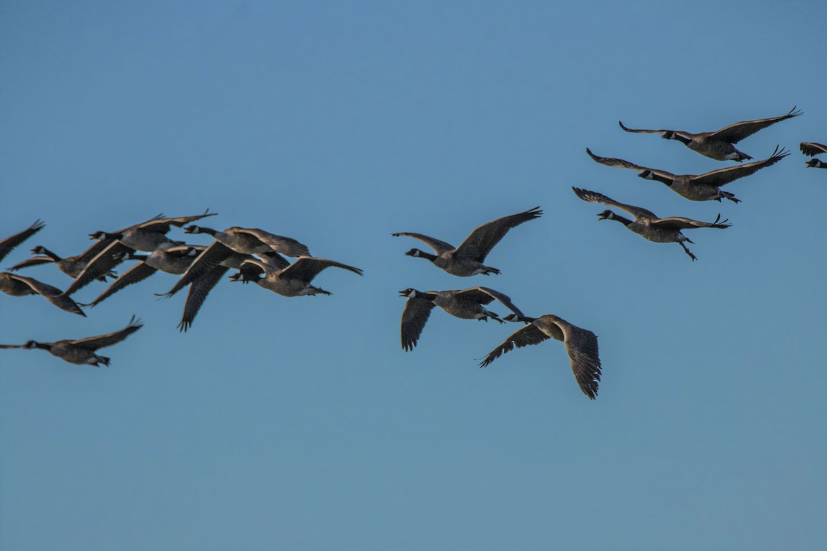 Canada Goose - Dale Bargmann