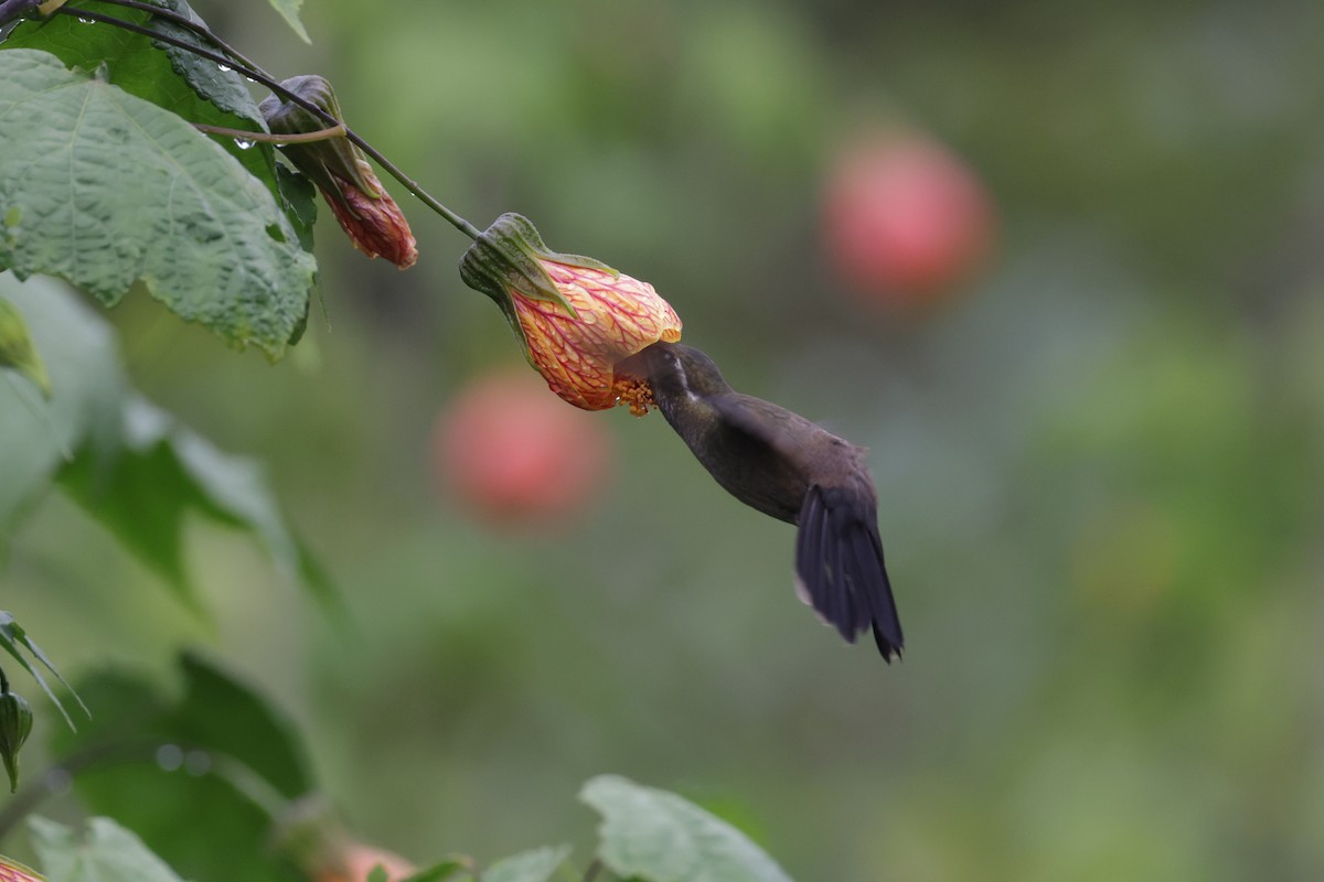 Amethyst-throated Mountain-gem (Amethyst-throated) - ML622801392