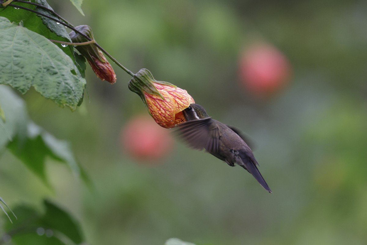 Amethyst-throated Mountain-gem (Amethyst-throated) - ML622801393