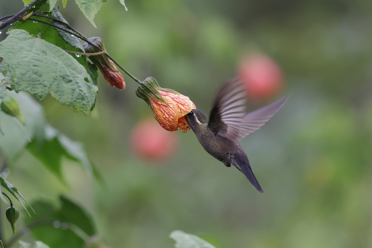 Amethyst-throated Mountain-gem (Amethyst-throated) - ML622801394