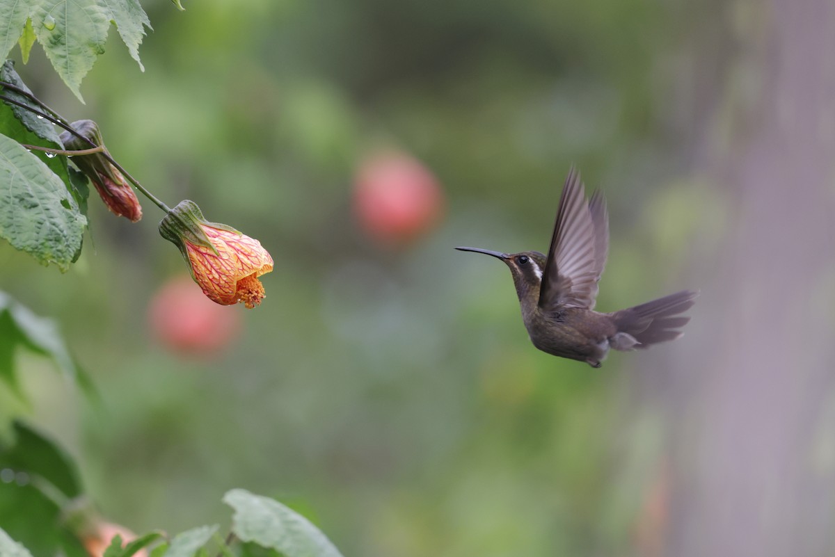 Amethyst-throated Mountain-gem (Amethyst-throated) - ML622801395