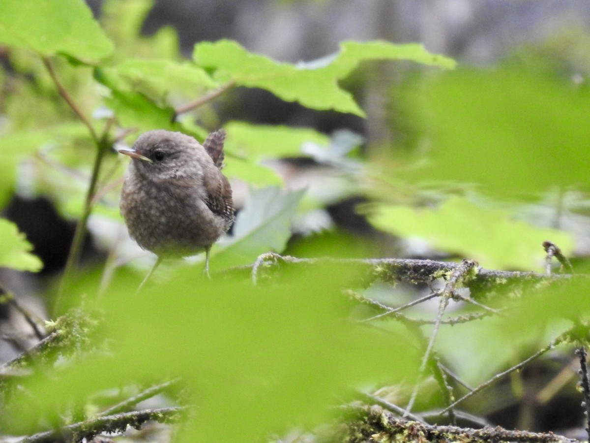 Winter Wren - ML622801438