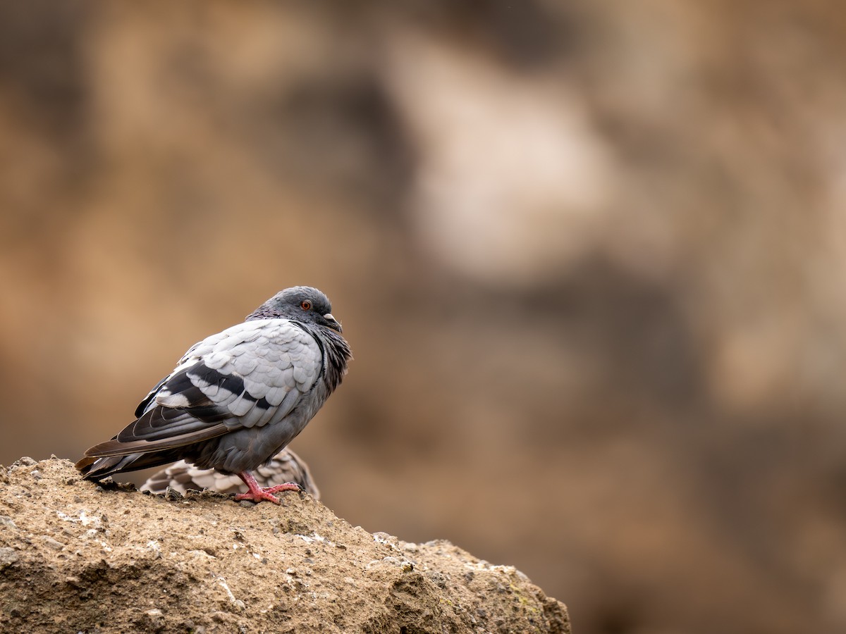 Rock Pigeon - ML622801441