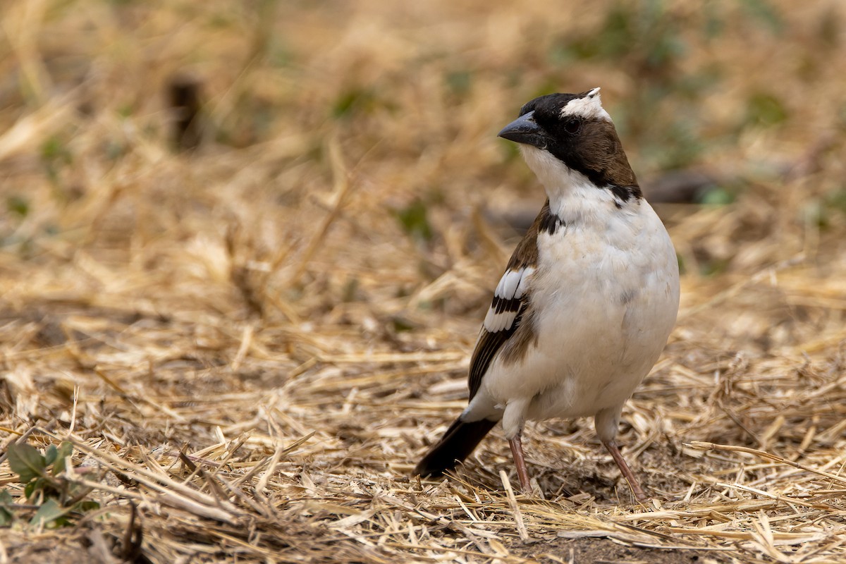 White-browed Sparrow-Weaver - Stéphane Lair