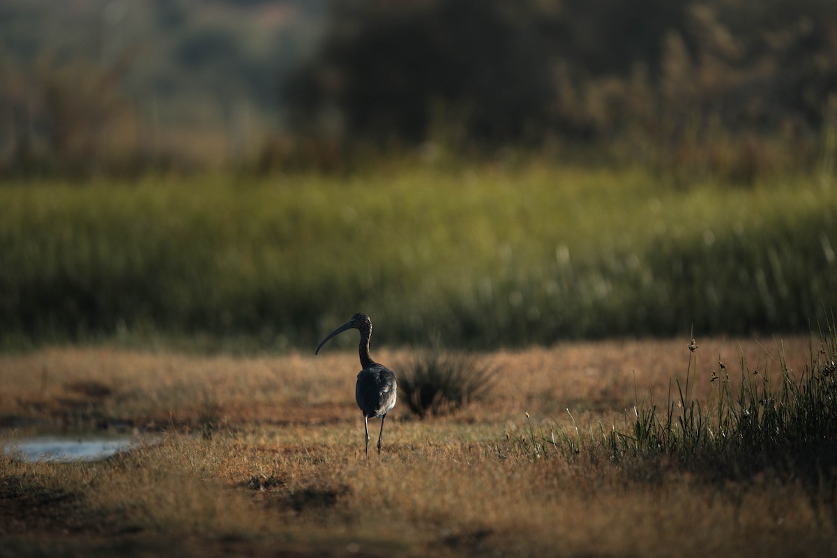 Glossy Ibis - ML622801455