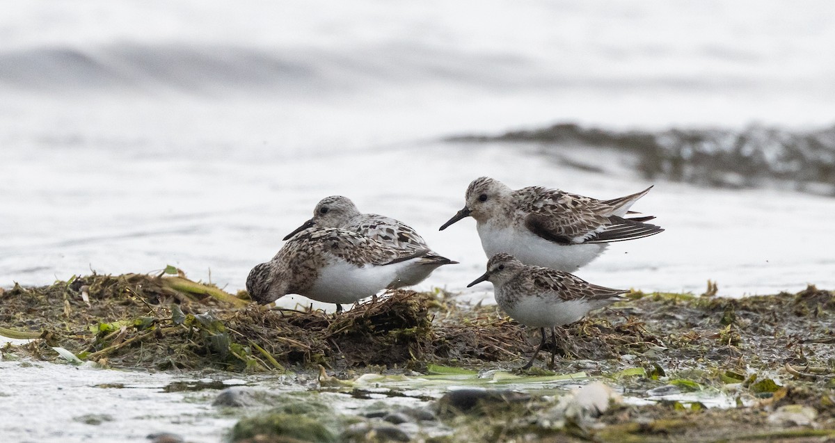 Sanderling - Jay McGowan