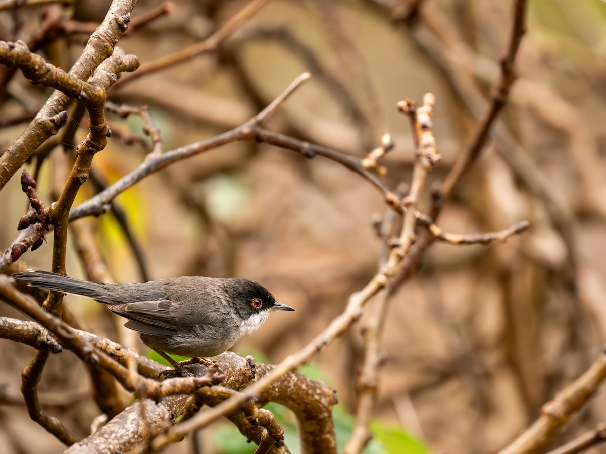 Sardinian Warbler - ML622801458