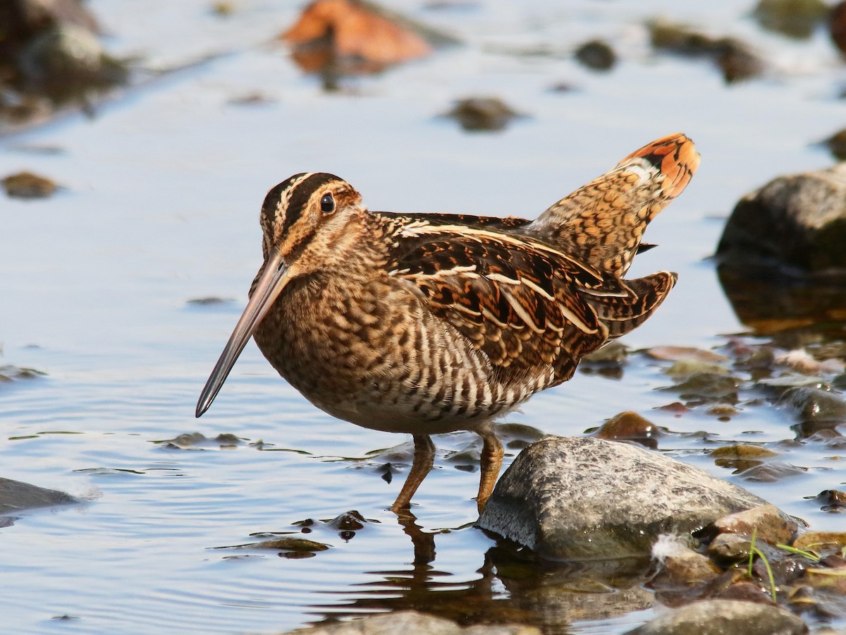 Wilson's Snipe - ML622801460