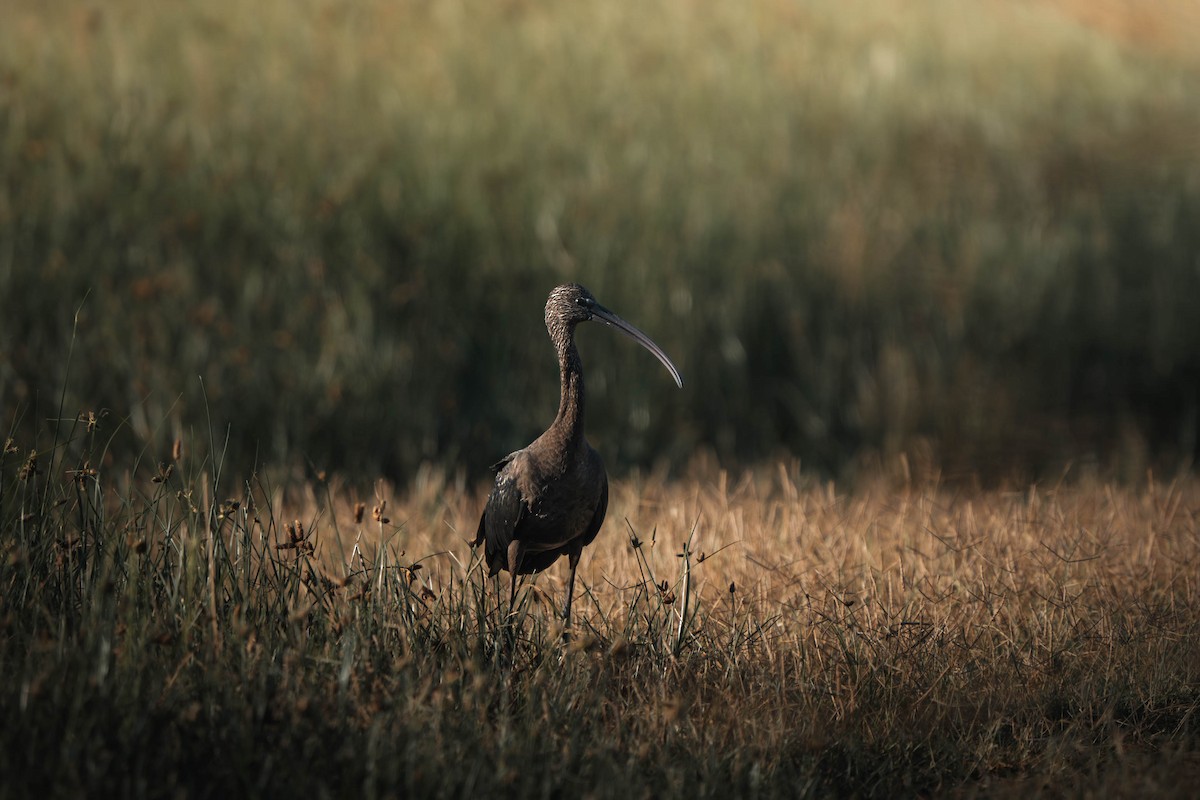 Glossy Ibis - ML622801463