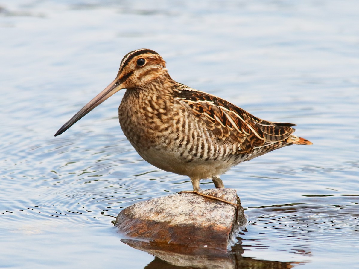 Wilson's Snipe - ML622801470