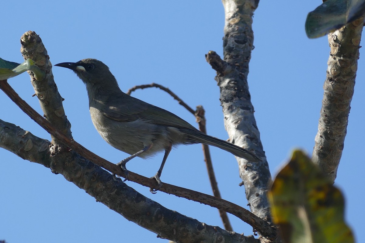 White-gaped Honeyeater - Emma Steele