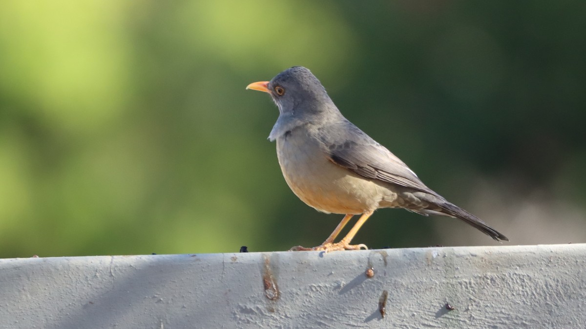 Karoo Thrush - ML622801559