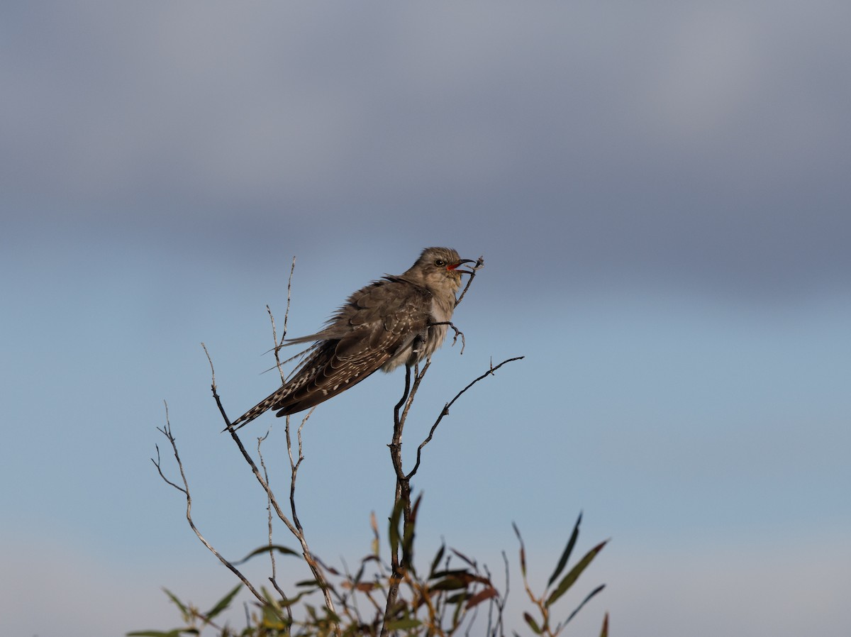 Pallid Cuckoo - Paul Rankin