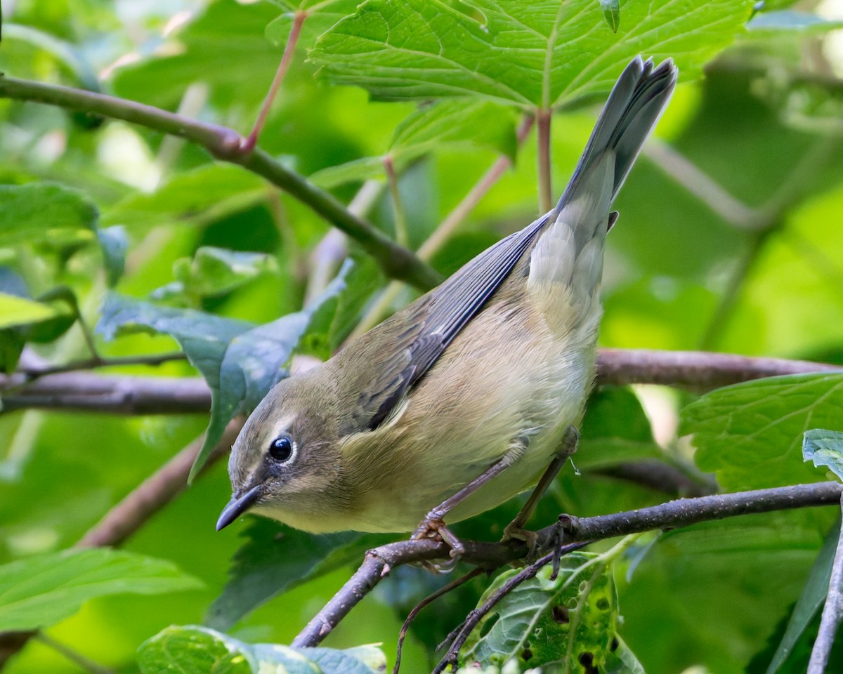 Black-throated Blue Warbler - Chris M