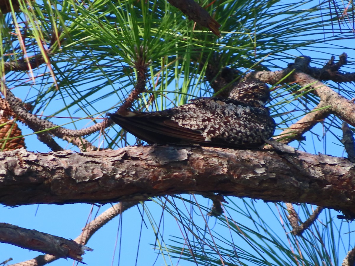 Common Nighthawk - Stephanie Parker