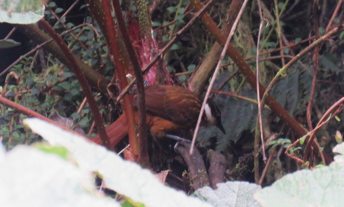 White-browed Spinetail - ML622801615