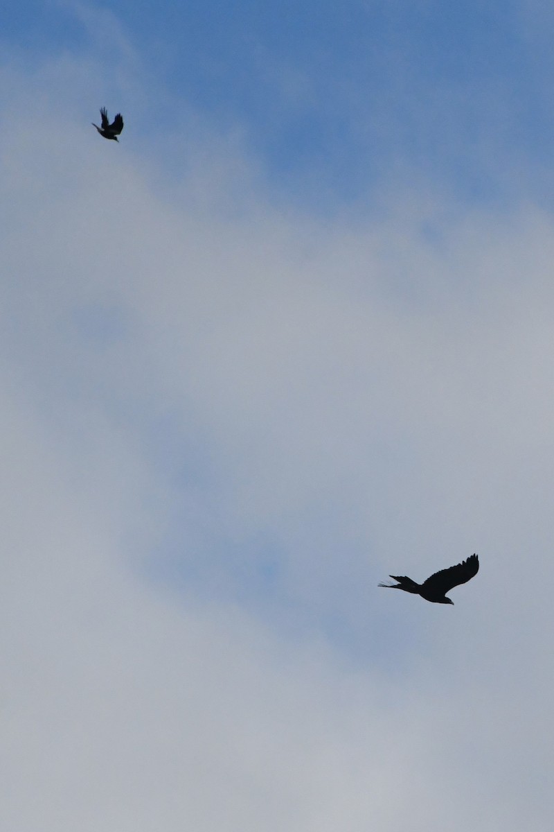 Wedge-tailed Eagle - Michael Louey