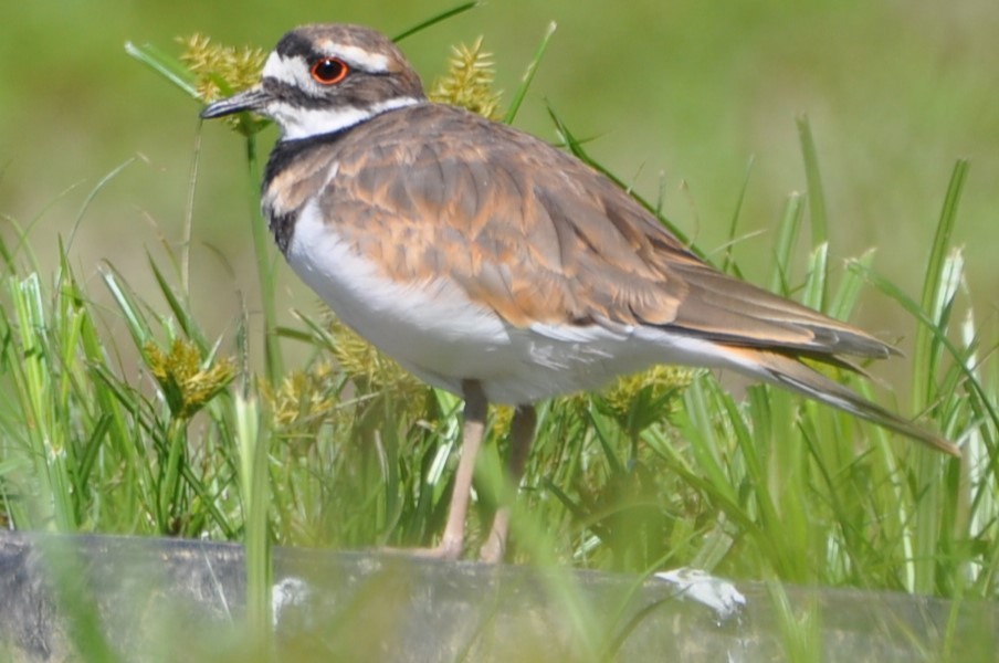 Killdeer - David Argent