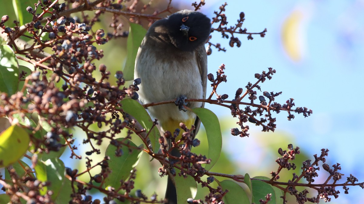 Black-fronted Bulbul - Bez Bezuidenhout