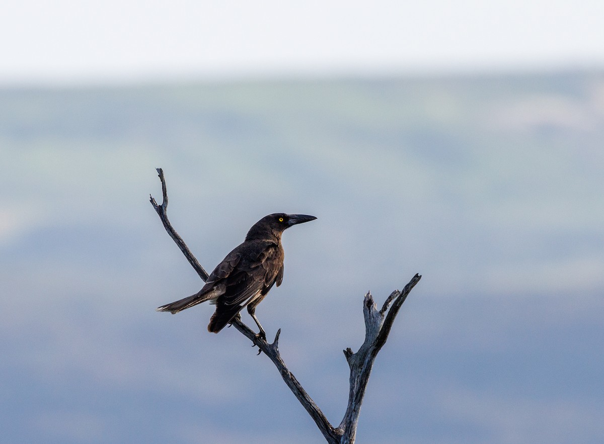 Gray Currawong - Paul Rankin