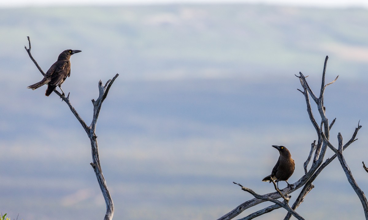 Gray Currawong - Paul Rankin