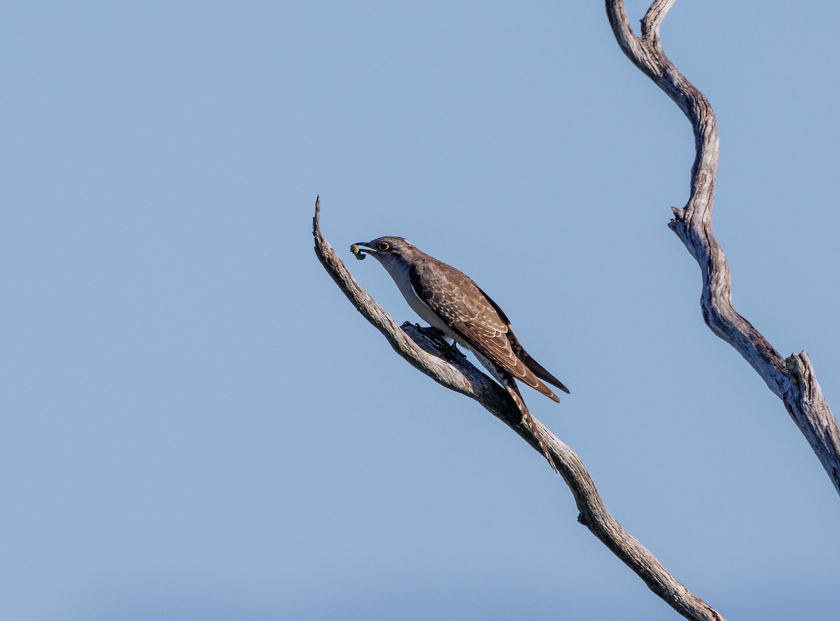 Pallid Cuckoo - Paul Rankin