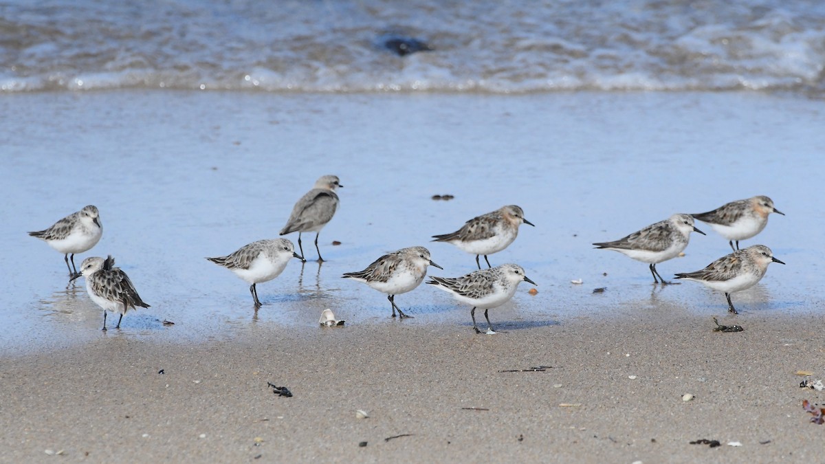 Red-necked Stint - Michael Louey