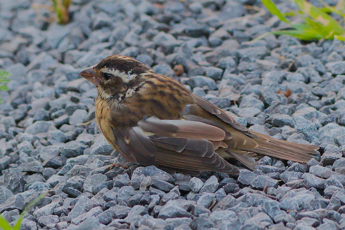 Rose-breasted Grosbeak - Rick Beaudon