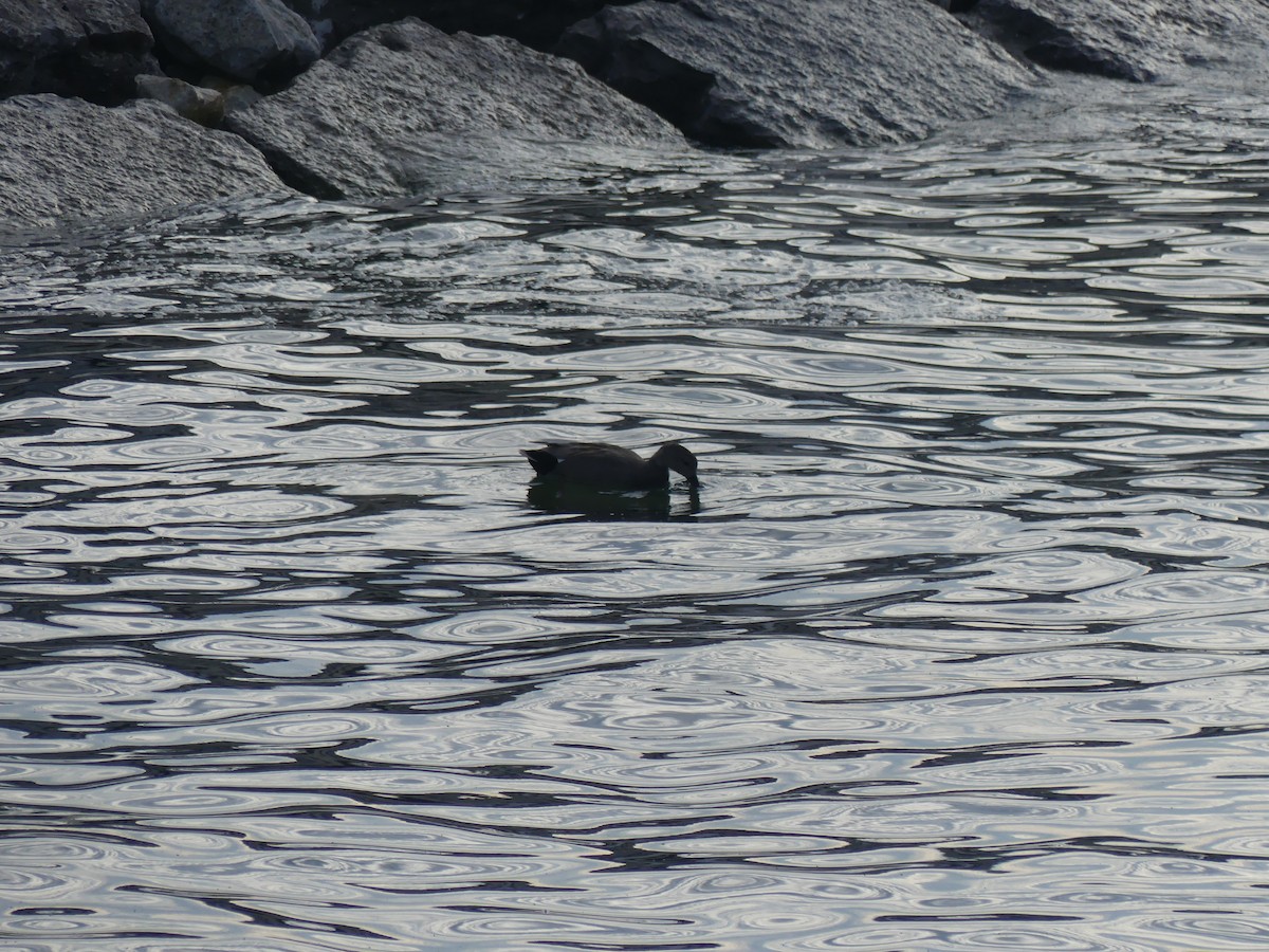 Gadwall - ML622801810