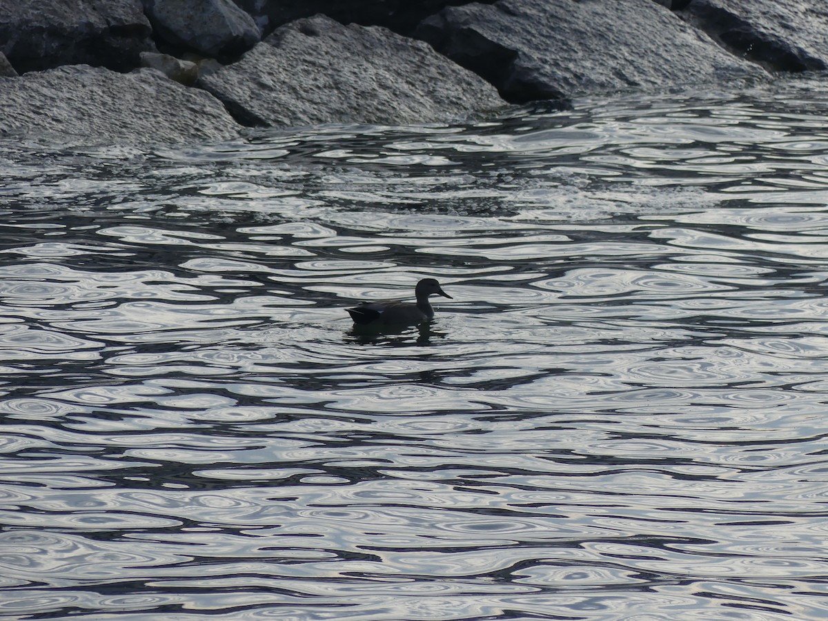 Gadwall - ML622801812