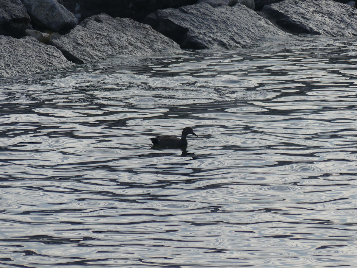 Gadwall - ML622801813