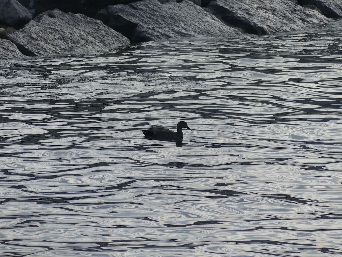 Gadwall - ML622801815