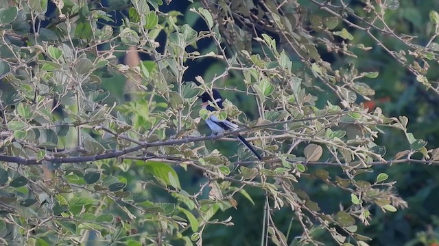 White-bellied Minivet - ML622801837