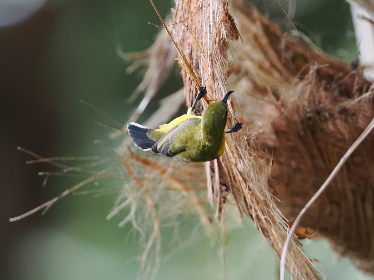 Sahul Sunbird - Tony Richards