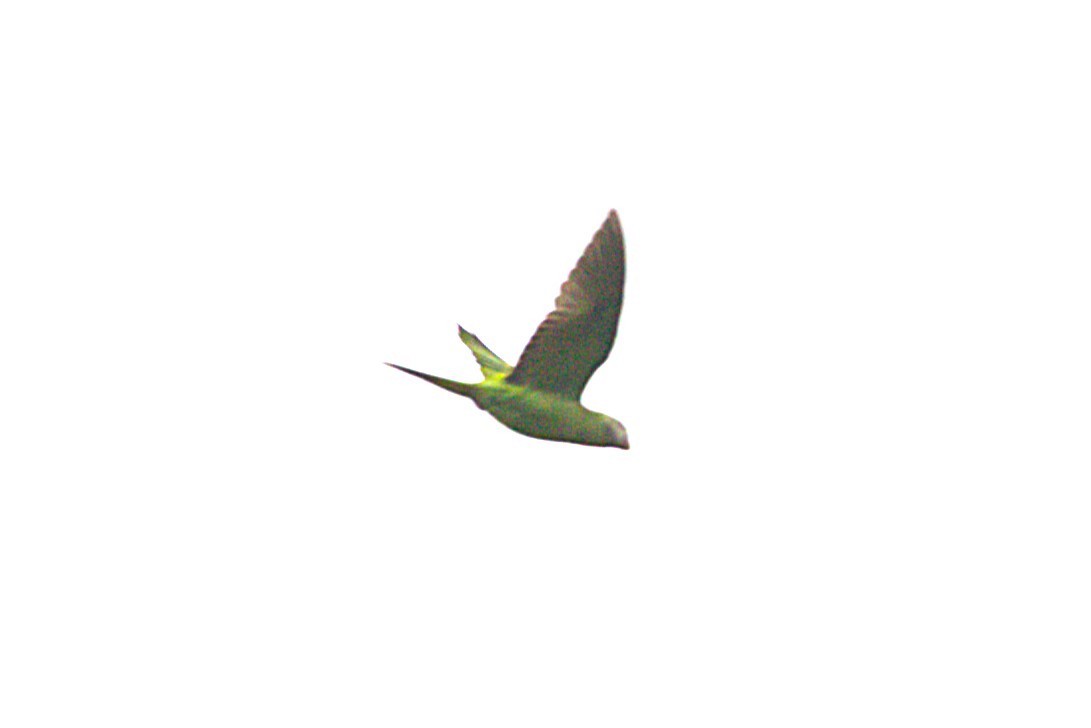 Simeulue Parrot - ML622801851