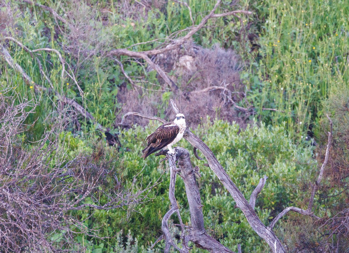 Osprey - Paul Rankin