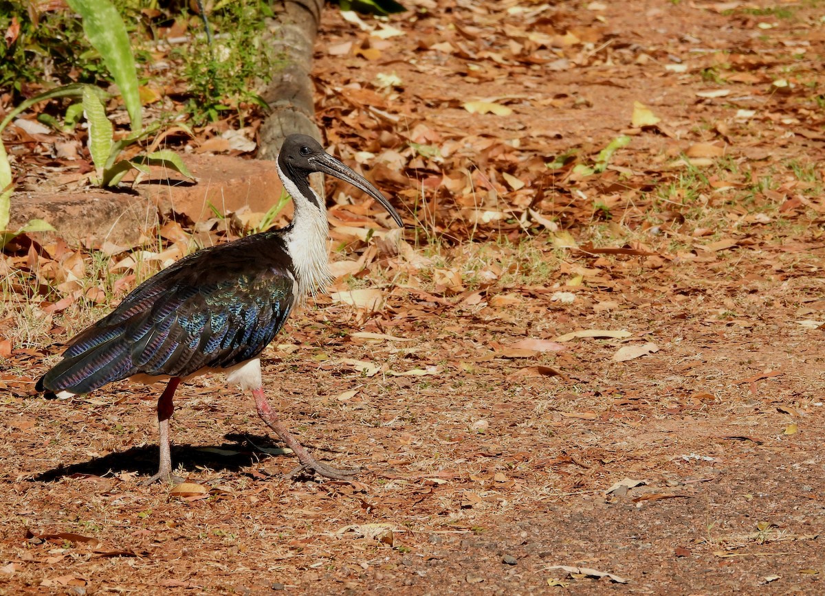 Straw-necked Ibis - ML622801868