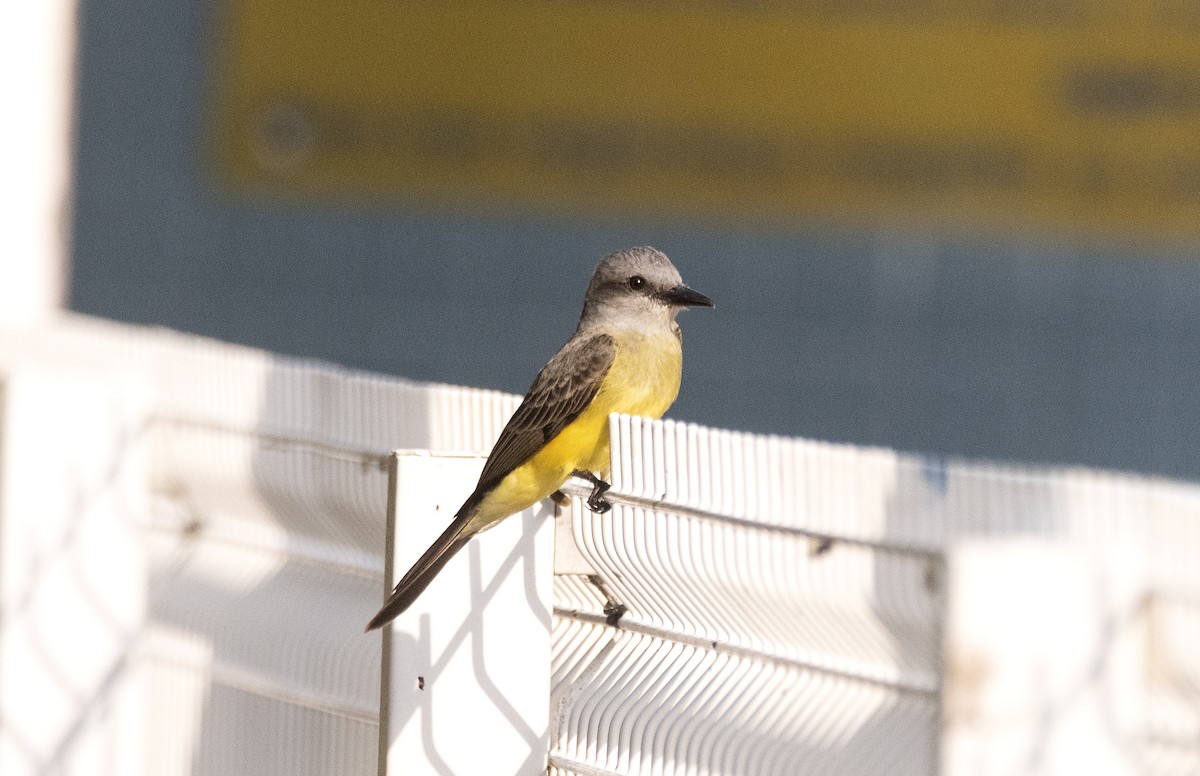 Tropical Kingbird - Eduardo Vieira 17