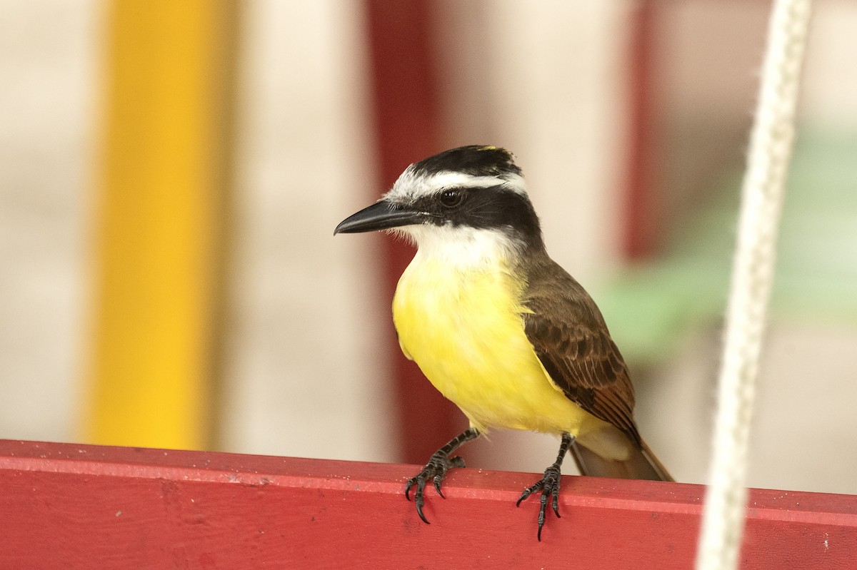 Great Kiskadee - Eduardo Vieira 17