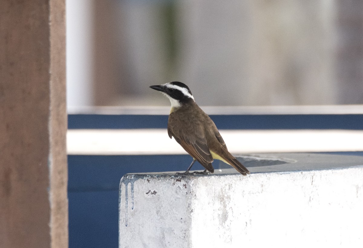 Great Kiskadee - Eduardo Vieira 17