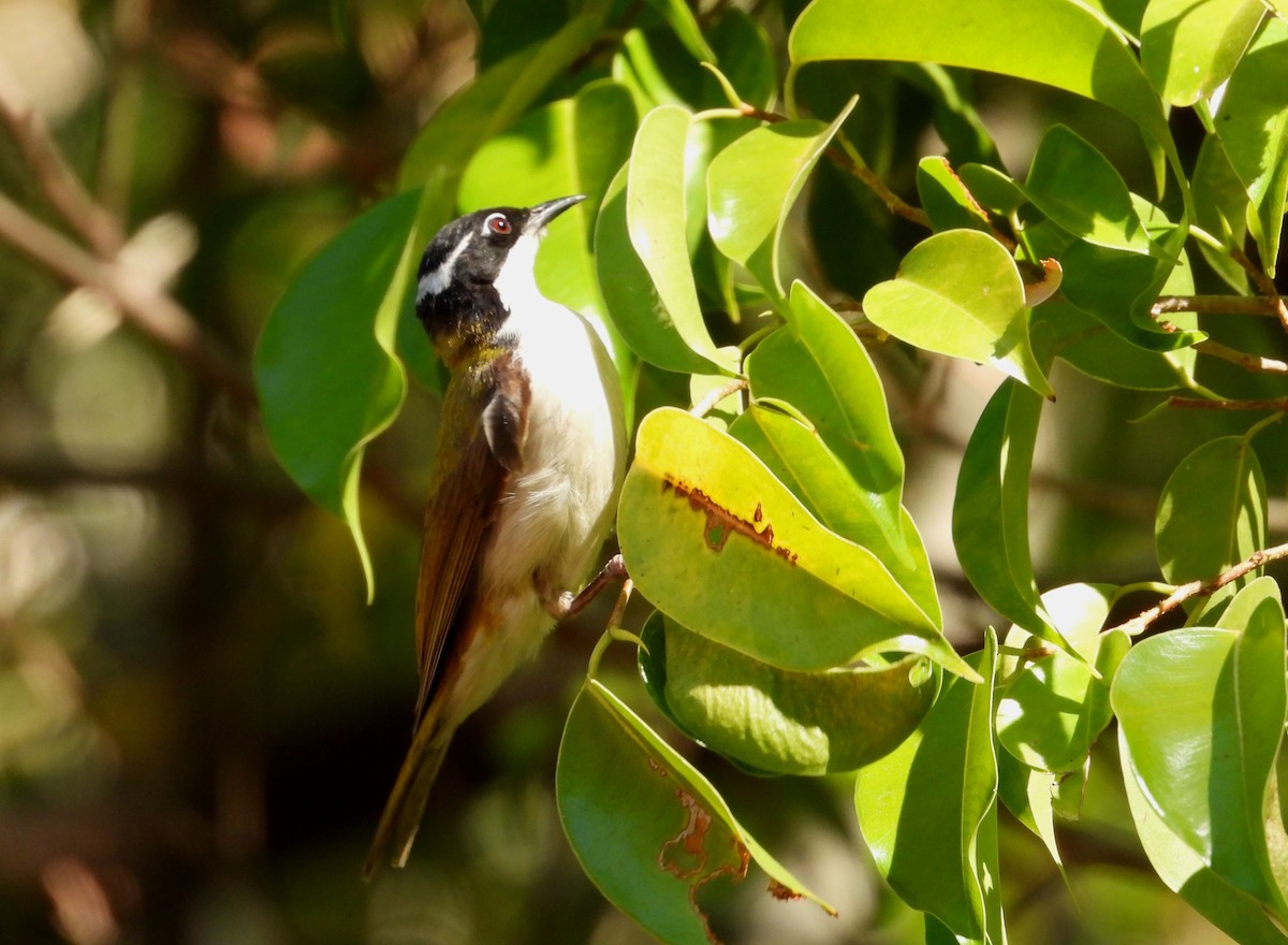 White-throated Honeyeater - Joanne Thompson