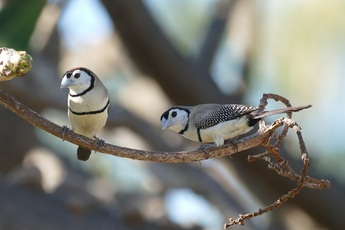 Double-barred Finch - Emma Steele