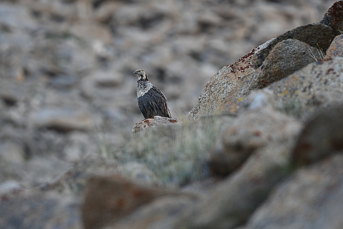 Himalayan Snowcock - Piyapong Chotipuntu