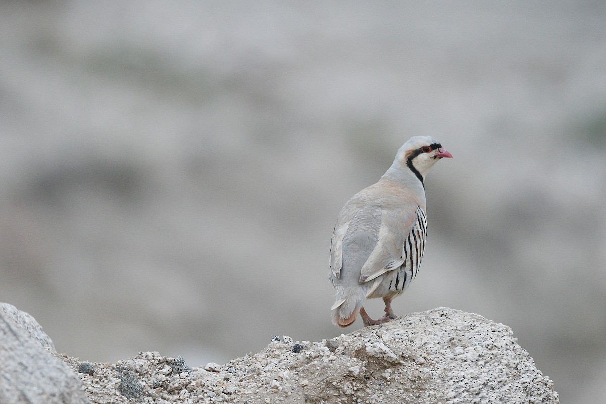 Chukar - Piyapong Chotipuntu