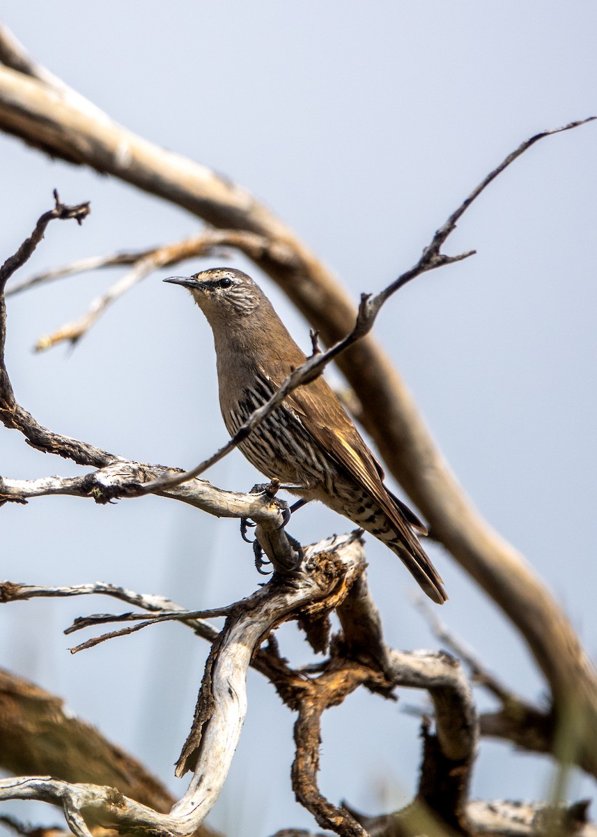 White-browed Treecreeper - ML622802064