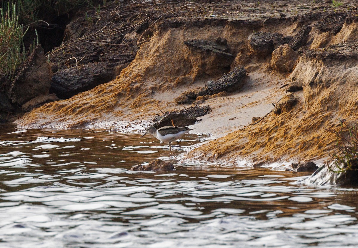 Common Sandpiper - Paul Rankin