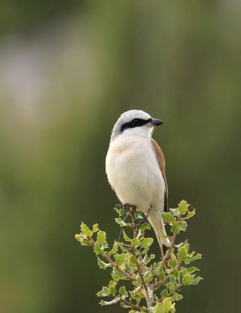 Red-backed Shrike - ML622802087