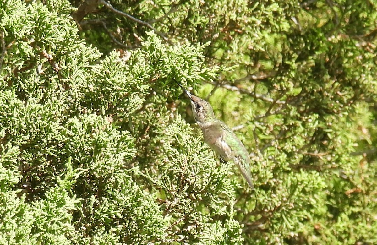 Ruby-throated Hummingbird - ML622802095
