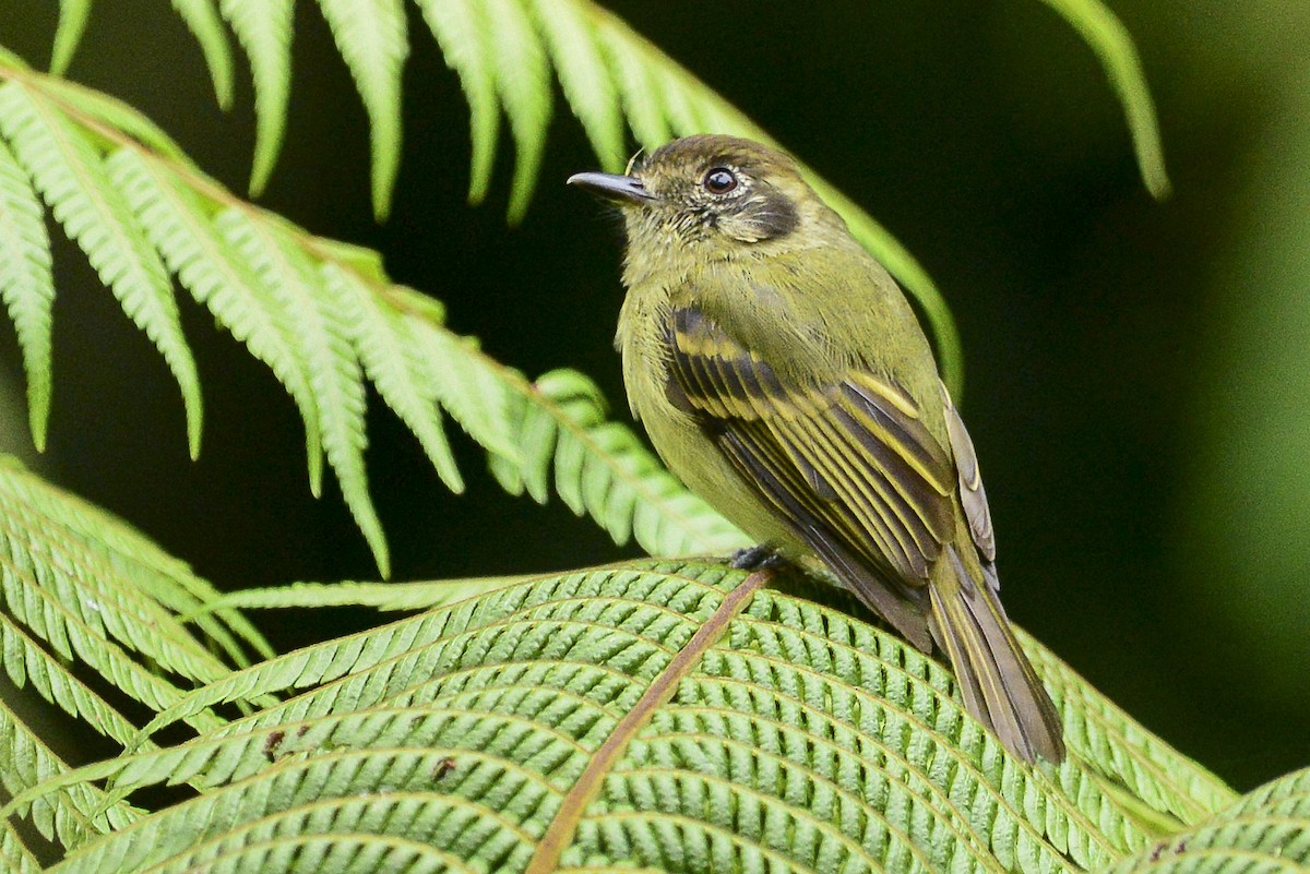 Sepia-capped Flycatcher - ML622802109