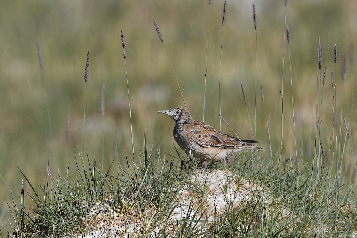 Calandria Tibetana - ML622802157